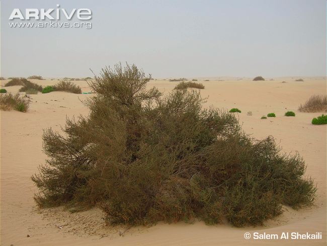 ترات